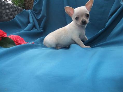 Vendo Chihuahua - Chihuahua Pêlo Curto | Venda - Cartaxo, () | 414291734