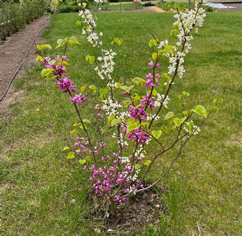 Chinesischer Judasbaum Avondale And Shirobana Rosa And Weiß Cercis