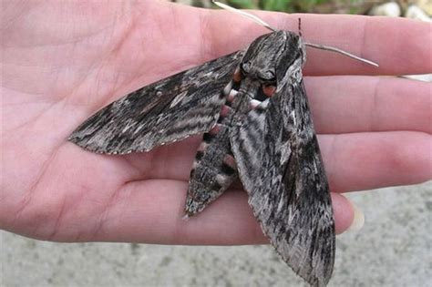 Giant Moths The Size Of Your Hand Are About To Invade The Uk From