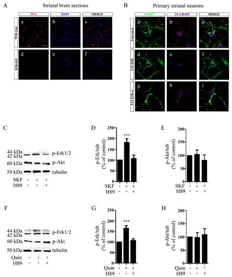 Biomolecules Free Full Text G Protein Dependent Activation Of The