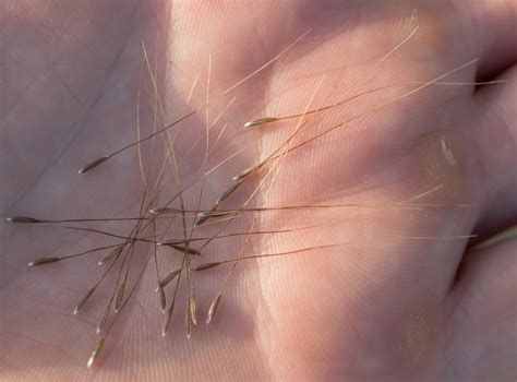 Stipa Lepida Rctc · Inaturalist