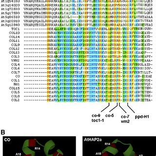 Sequence Alignment Of The Conserved Domain Of All Arabidopsis COL