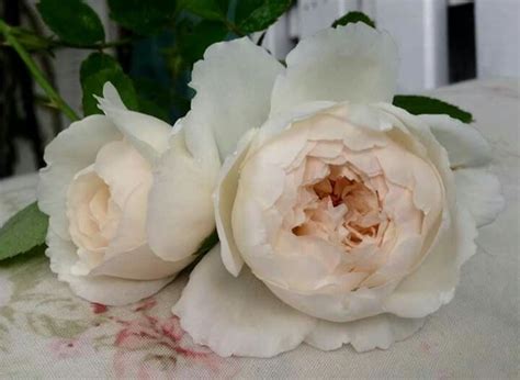 Glamis Castle David Austin Roses Fragrant Roses English Roses