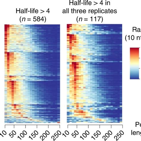 Tissue-specific and evolutionarily conserved regulation of poly(A) tail ...