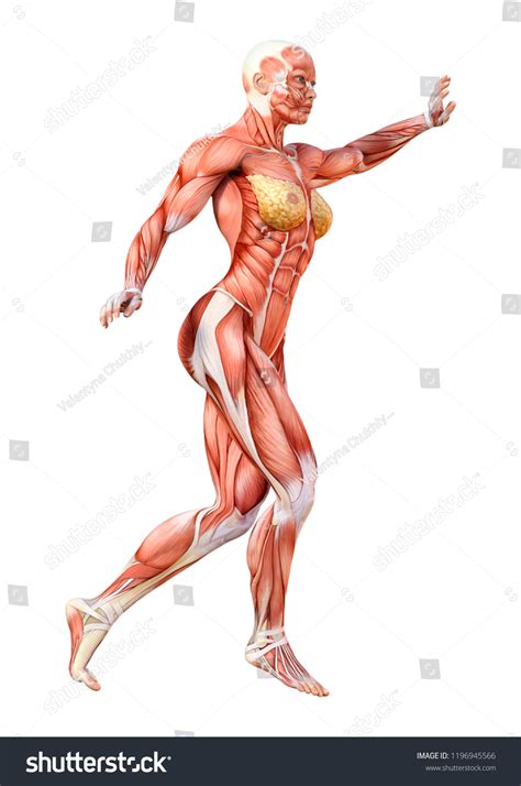 3d Rendering Female Figure Muscle Maps Stock Illustration 1196945566