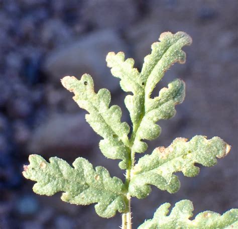 Phacelia distans Calflora