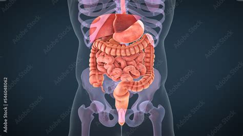 Anatomy of human digestive system Stock Illustration | Adobe Stock