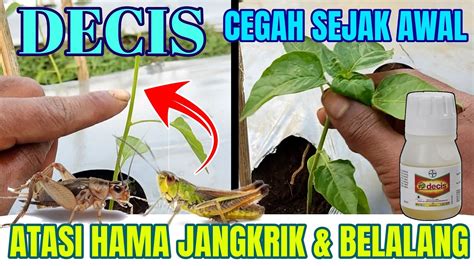 Cara Mengatasi Hama Jangkrik Belalang Pakai Insektisida Decis Youtube