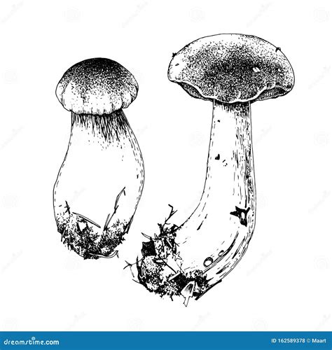 Boletus Cep Porcini Wild Mushroom One Line Art Drawing Simple Vector