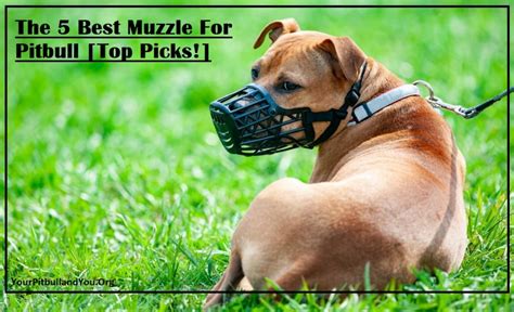 The 5 Best Muzzle For Pitbull [Top Picks!] - Your Pitbull and You