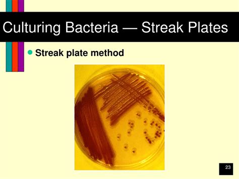 Ppt Growth And Culturing Of Bacteria Powerpoint Presentation Free Download Id9176748