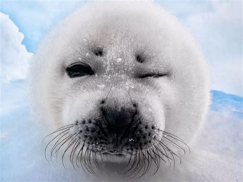 Newborn Seals