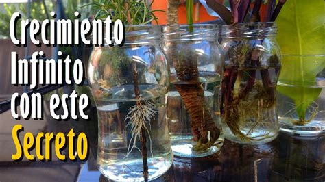 Úsalo en tus PLANTAS y crecerán sin Parar con este Revitalizante YouTube