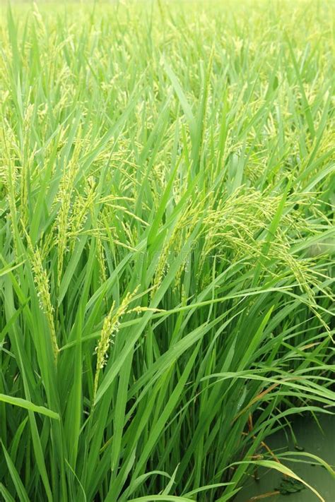 Rice Plant Stock Photo - Image: 26045490