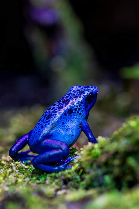 Close Up Of A Blue Poison Dart Frog Sitting On Moss · Free Stock Photo