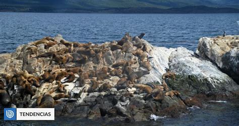 Detectan una expansión de gripe aviar en Argentina muerte de lobos