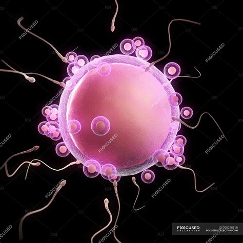 Sperm Fertilizing An Egg Cell Computer Human Stock Photo