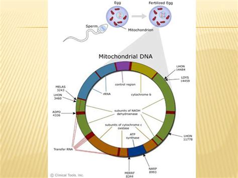 Rea Biolog A Tema Membrana Interna Mitocondrial Y Adn Mitocondrial