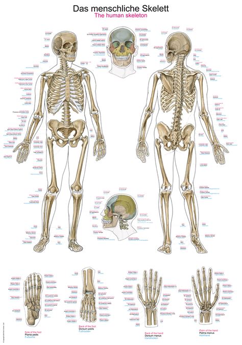 Chart The Human Skeleton X Cm Phywe