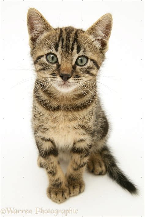 Brown Tabby Cat With Green Eyes