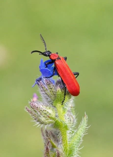 Order Mecoptera Scorpionflies Doncaster Naturalists Society