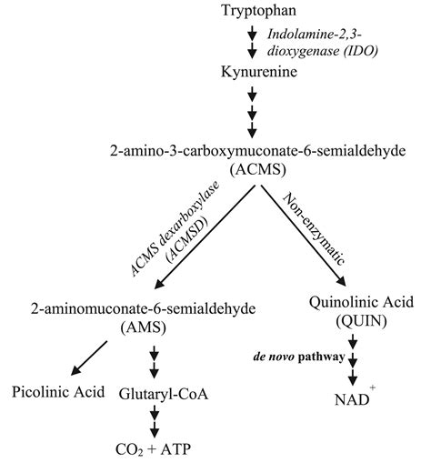 Effect Of Apigenin On Tryptophan Metabolic Key Enzymes Expression In