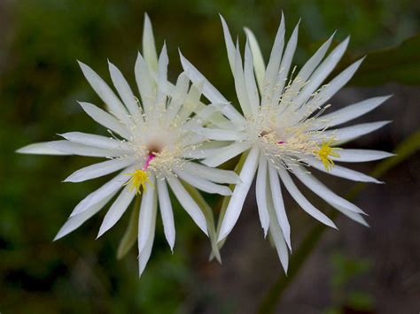 Epiphyllum Hookeri World Of Succulents