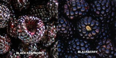 Black Raspberry Vs Blackberry Similarities And Differences In