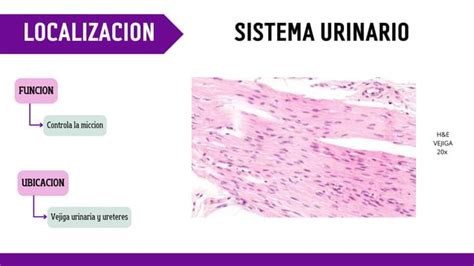 MUSCULO LISO Primera Unidad Histologia Pdf