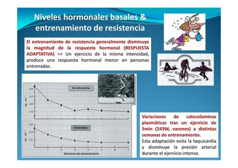 Cambios Hormonales Durante El Ejercicio Ppt