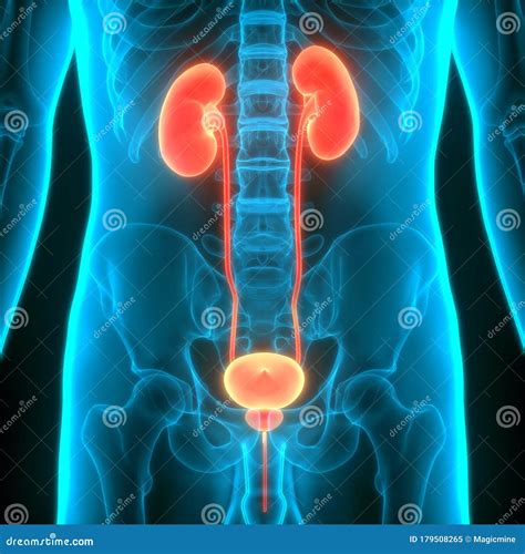 Human Internal Organs Urinary System Kidneys With Bladder Anatomy Stock