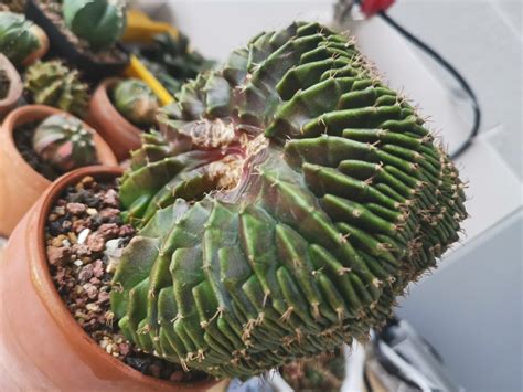 Gymnocalycium Lb Cristata Crested Furniture Home Living Gardening