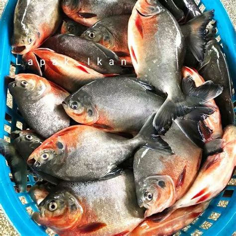 Jual Ikan Bawal Segar 1 Kilogram Shopee Indonesia