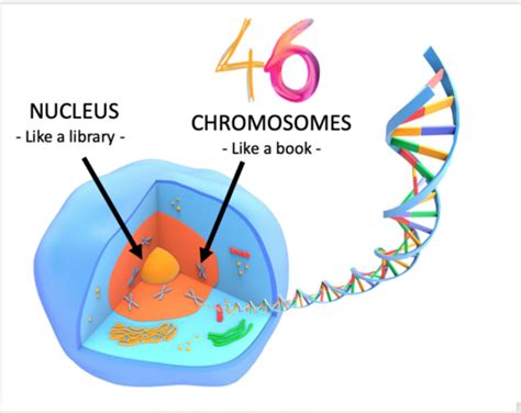 Cell Division | Teaching Resources