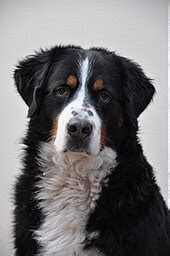 Bernese Mountain Dog - Wikipedia