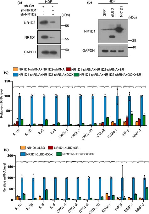 Sr9009 Alleviates The Senescence Response Independently Of Nr1d1 And Download Scientific