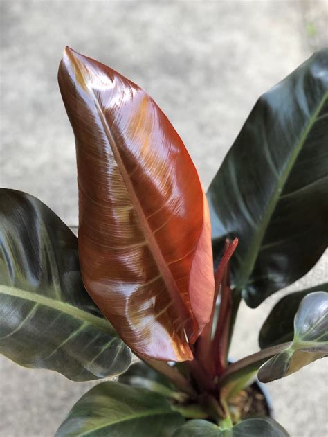 Philodendron Imperial Red