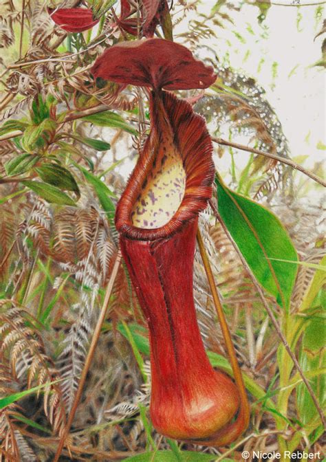 Pitcher plant (drawing) by Quelchii on DeviantArt
