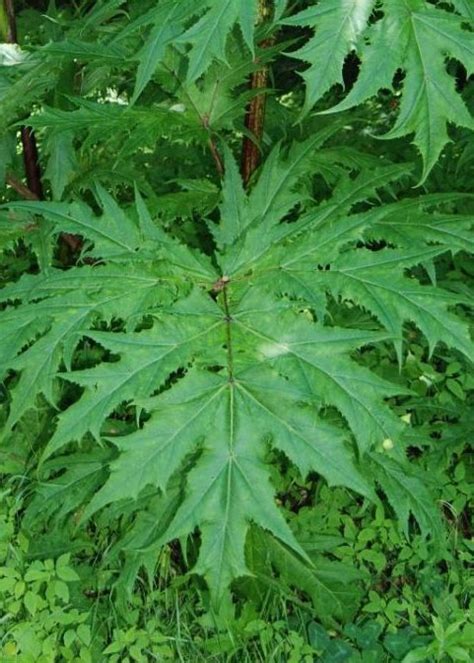 Cow Parsnip Important Native Or Nemesis Natural Areas Notebook