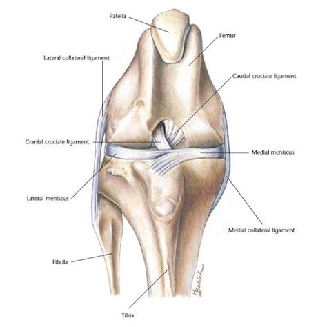 Luxating Patella Cat: Definition, Diagnosis, Prevention and Treatment