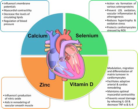 Frontiers | The Impact of Micronutrients-Calcium, Vitamin D, Selenium