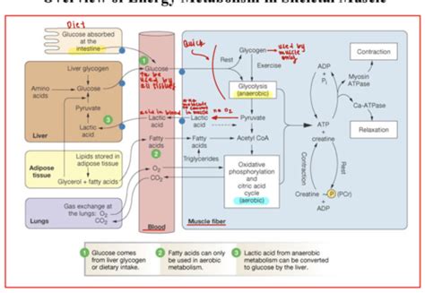 Lecture Energy Metabolism In The Muscle Flashcards Quizlet