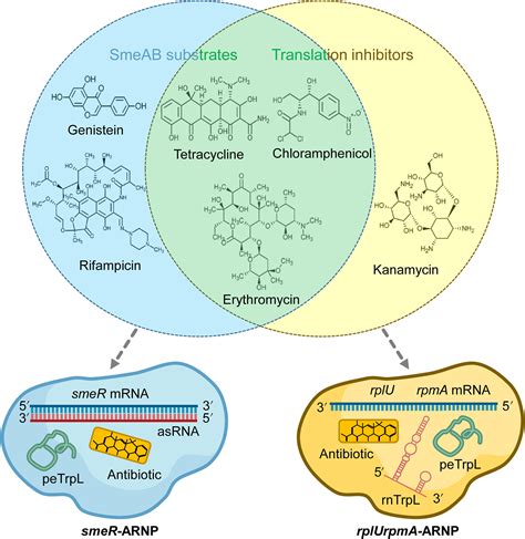 Riboregulation In Bacteria From General Principles To Novel Mechanisms