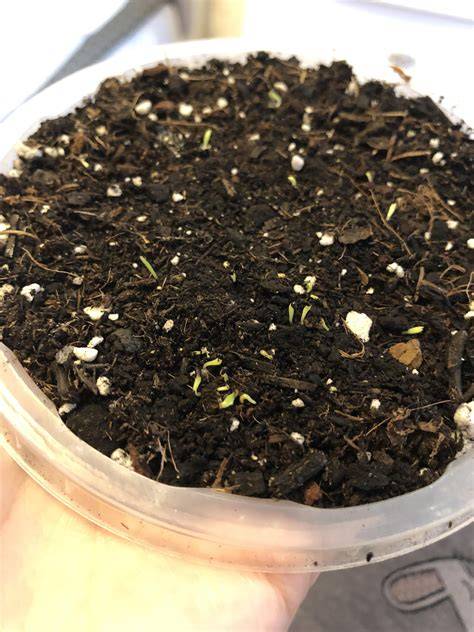 Germination of Christmas cactus seeds from seed pod! : r/houseplants