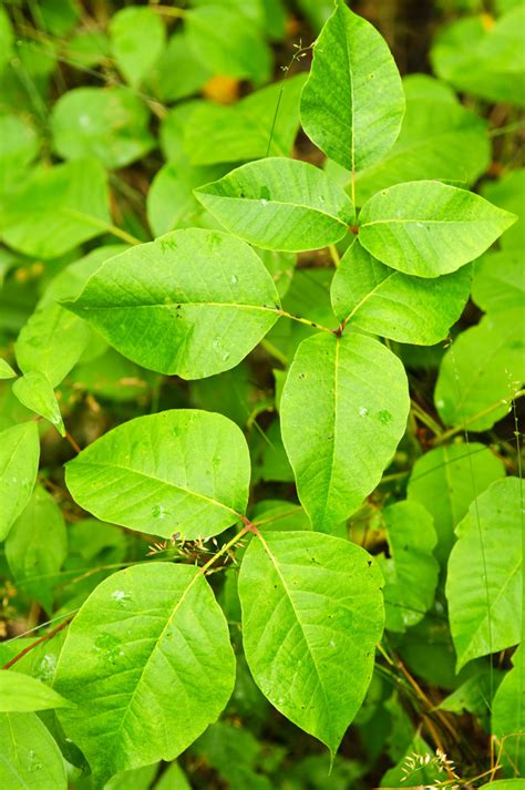 Poisonous Plants to Avoid in the Wild - RedTea News