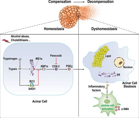 Mechanistic figure to describe the protective role of St13 against CP ...