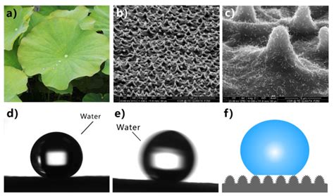 Superhydrophobicity Of Lotus Leaves A Lotus Leaves B C Scanning