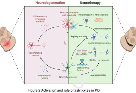 Figure From Astrocyte To Neuron Reprogramming And Crosstalk In The