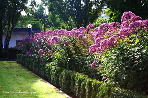 Sadziec Plamisty Atropurpureum Eupatorium Fistulosum Albamar