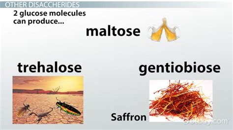 Disaccharides | Definition, Structure & Examples - Lesson | Study.com